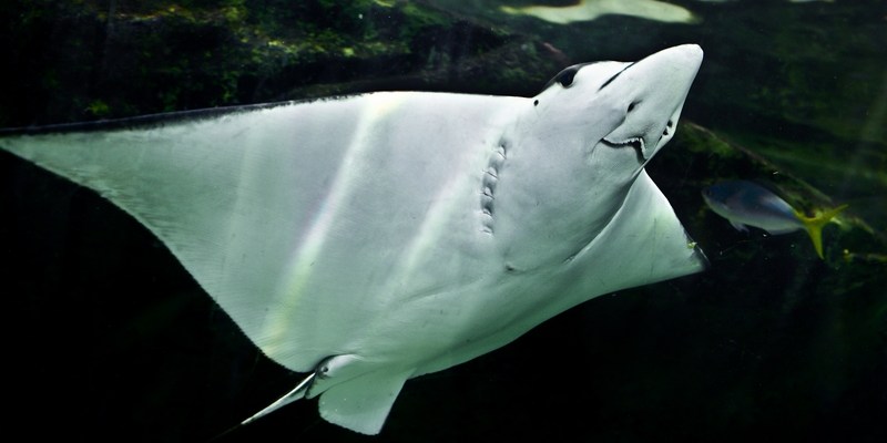 Австралийский скат в морском бассейне