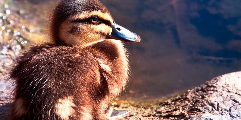 Беременность и роды в Австралии. Выбор частной страховой компаниии