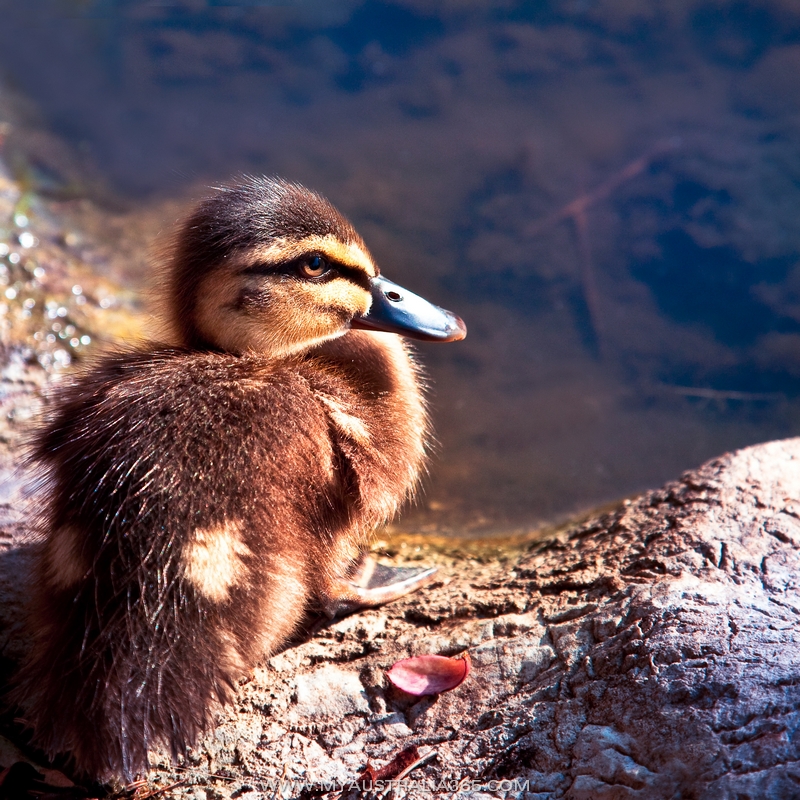 Беременность и роды в Австралии. Выбор частной страховой компаниии