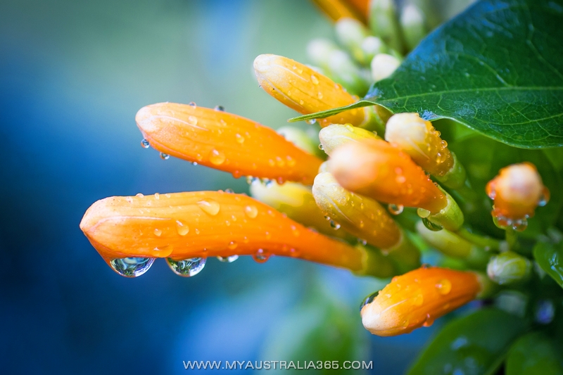  Австралийские истории из жизни