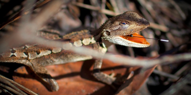 Австралийская ящерица Jacky Lizard