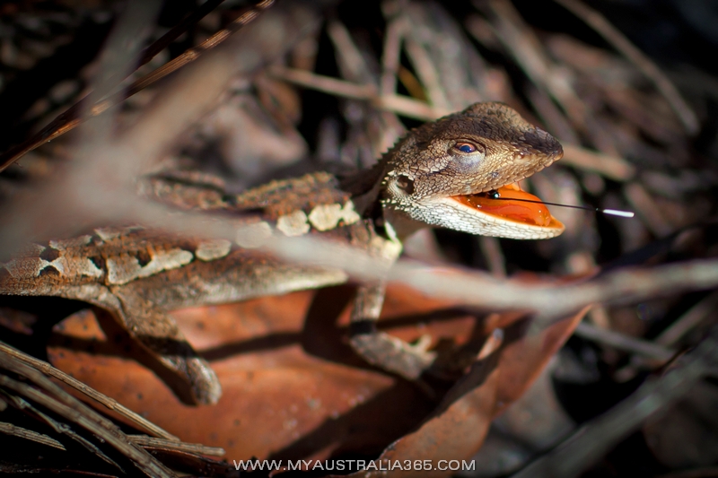 Австралийская ящерица Jacky Lizard
