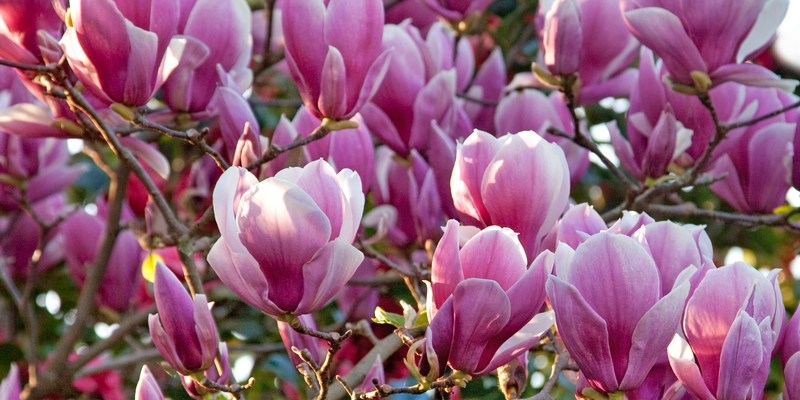 Цветение магнолии в Сиднее