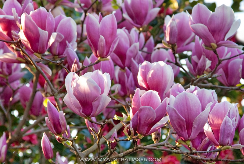 Цветение магнолии в Сиднее