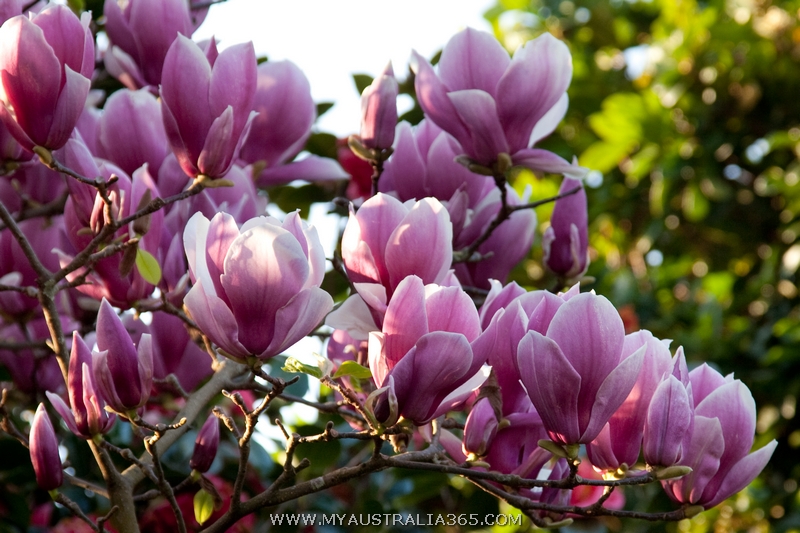 магнолия в Австралии