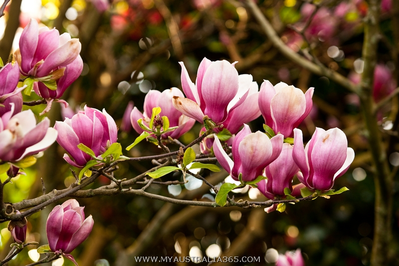 магнолия в Сиднее