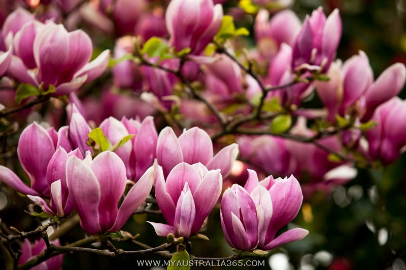 Сезон цветения магнолии в Сиднее