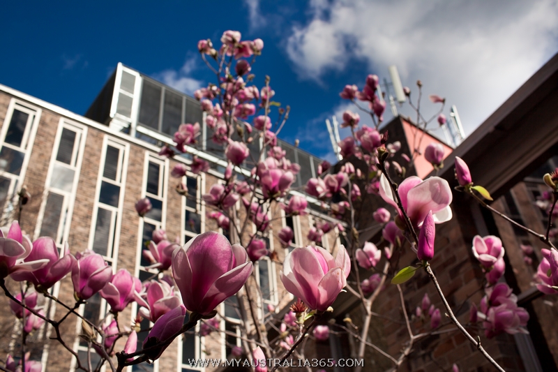 Где можно увидеть магнолию в Сиднее? Да фактически повсюду, то тут, то там невероятно нарядные деревья привлекают внимание издалека. Гарантированно же вы найдете магнолию в Вековом парке Centennial park, Варунга парке Wahroonga Park и рядом с Университетом Сиднея University of Sydney.