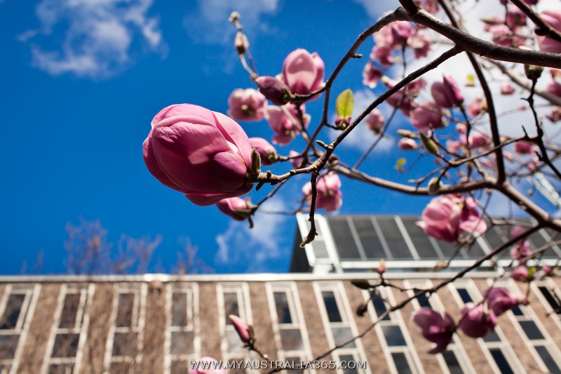 Где можно увидеть магнолию в Сиднее? Да фактически повсюду, то тут, то там невероятно нарядные деревья привлекают внимание издалека. Гарантированно же вы найдете магнолию в Вековом парке Centennial park, Варунга парке Wahroonga Park и рядом с Университетом Сиднея University of Sydney.