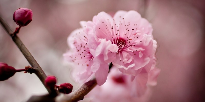 сезон цветения вишни в Сиднее