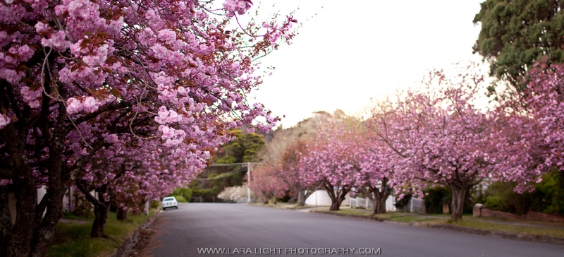 аллеи цветущей вишни в Голубых горах