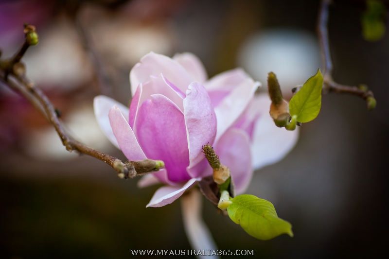 фотосессия в магнолиях