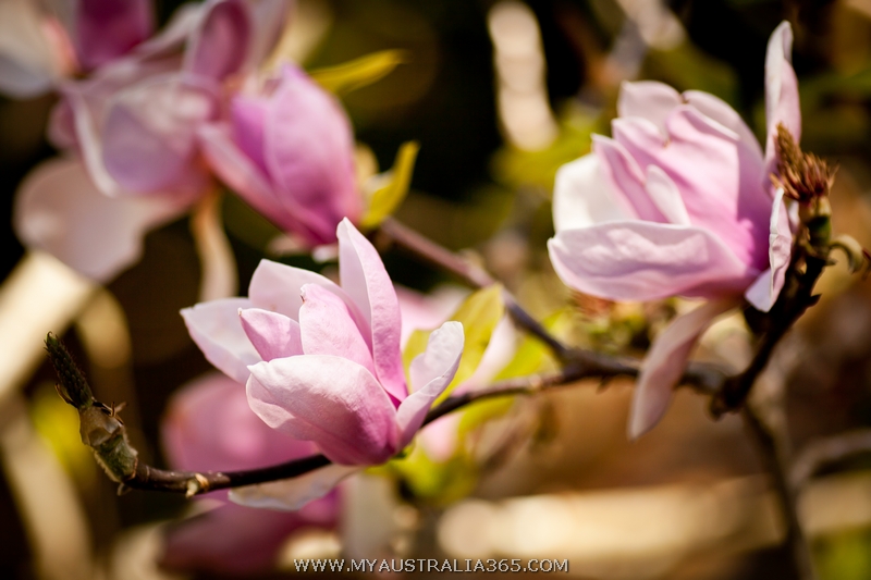 Где можно увидеть магнолию в Сиднее? Да фактически повсюду, то тут, то там невероятно нарядные деревья привлекают внимание издалека. Гарантированно же вы найдете магнолию в Вековом парке Centennial park, Варунга парке Wahroonga Park и рядом с Университетом Сиднея University of Sydney.