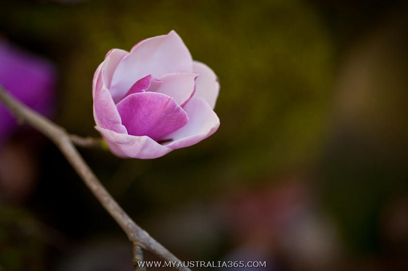 Где можно увидеть магнолию в Сиднее? Да фактически повсюду, то тут, то там невероятно нарядные деревья привлекают внимание издалека. Гарантированно же вы найдете магнолию в Вековом парке Centennial park, Варунга парке Wahroonga Park и рядом с Университетом Сиднея University of Sydney.