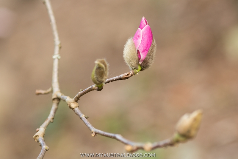 магнолия в Сиднее
