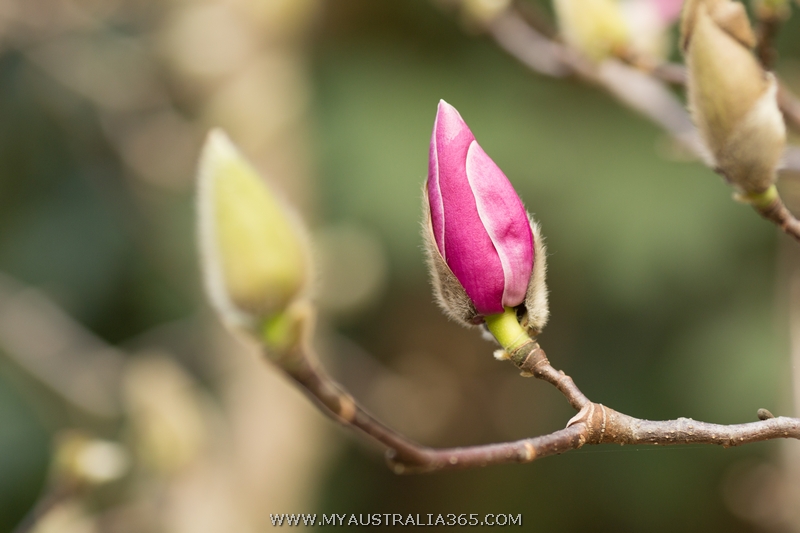 магнолия в Сиднее