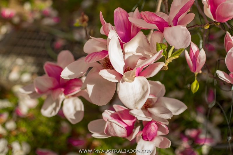 Где можно увидеть магнолию в Сиднее? Да фактически повсюду, то тут, то там невероятно нарядные деревья привлекают внимание издалека. Гарантированно же вы найдете магнолию в Вековом парке Centennial park, Варунга парке Wahroonga Park и рядом с Университетом Сиднея University of Sydney.