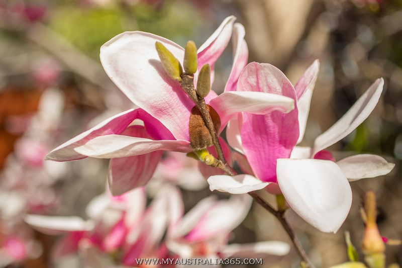 Где можно увидеть магнолию в Сиднее? Да фактически повсюду, то тут, то там невероятно нарядные деревья привлекают внимание издалека. Гарантированно же вы найдете магнолию в Вековом парке Centennial park, Варунга парке Wahroonga Park и рядом с Университетом Сиднея University of Sydney.