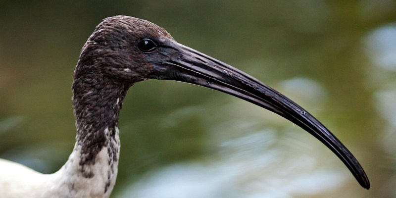 Австралийский ибис