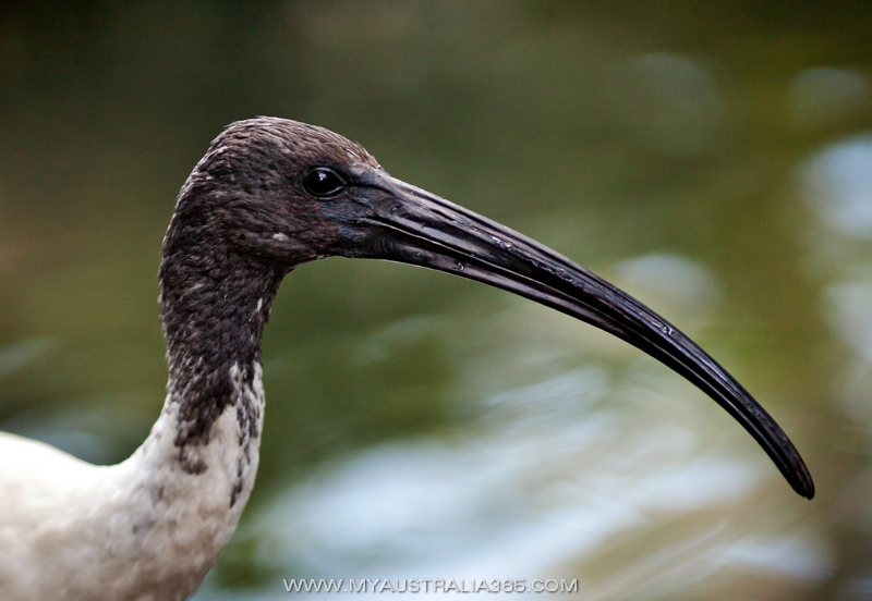 Австралийский ибис