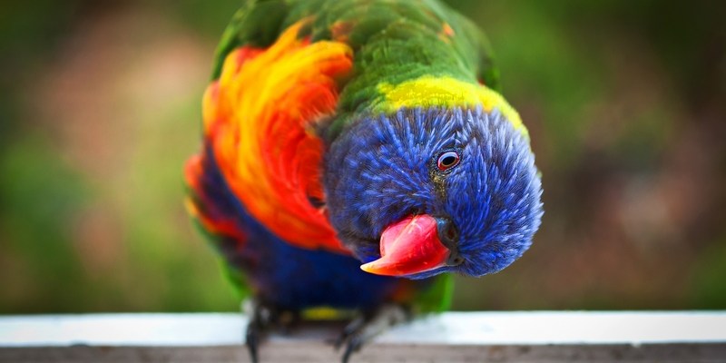 12 основных акцентов английского языка в Австралии