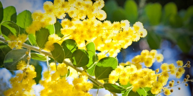 Национальный цветок Австралии — золотистая акация Golden Wattle