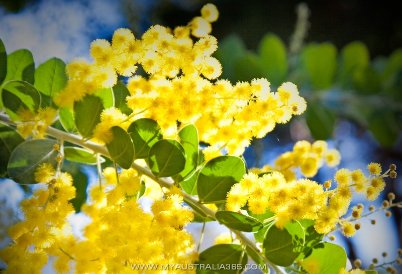 Национальный цветок Австралии — золотистая акация Golden Wattle