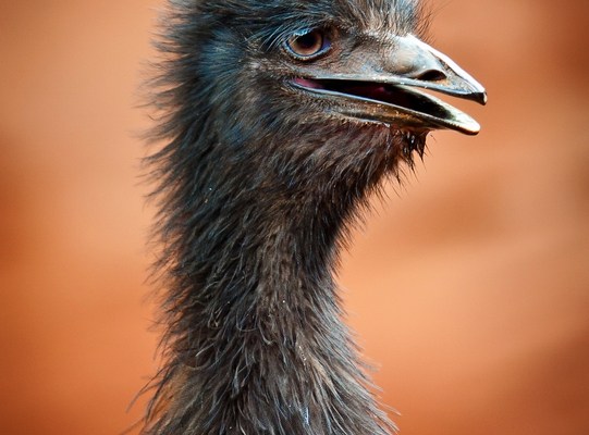 Эму — австралийский абориген и часть австралийского герба