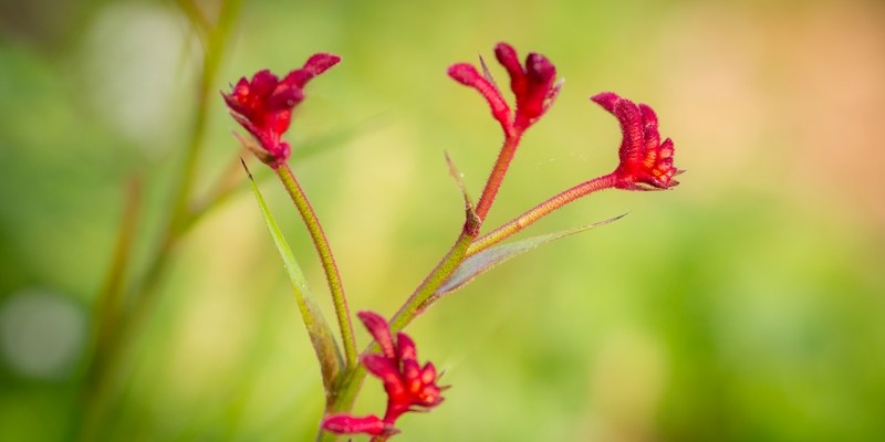 Кенгурячья лапка Kangaroo paw