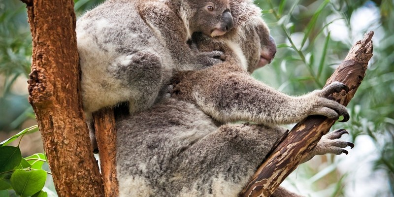 Коала-везунчик