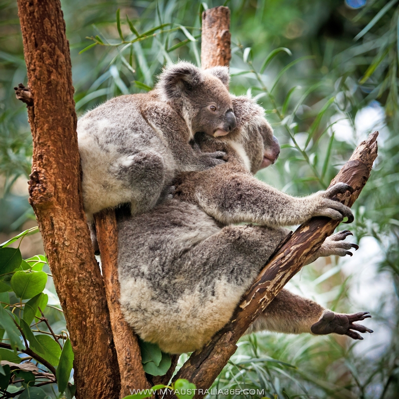 215/365/2014 | Коала-везунчик