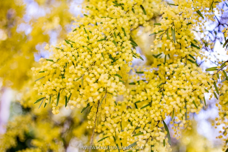 национальный цветок Австралии