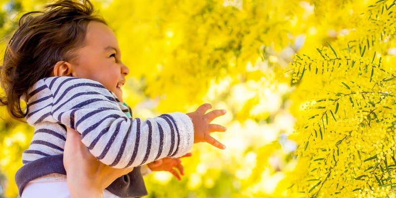 1 сентября официально провозглашен Национальным Днем Акации