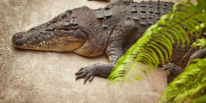 Австралийские крокодилы-убийцы