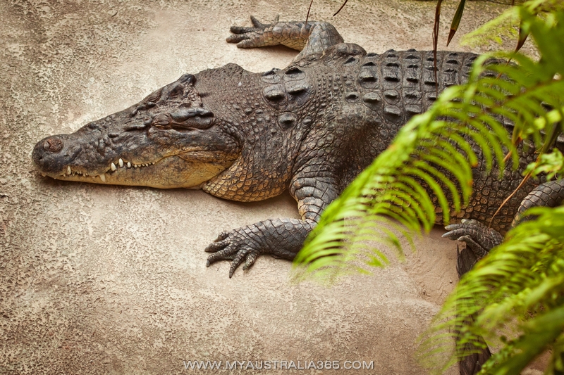  Австралийские крокодилы-убийцы