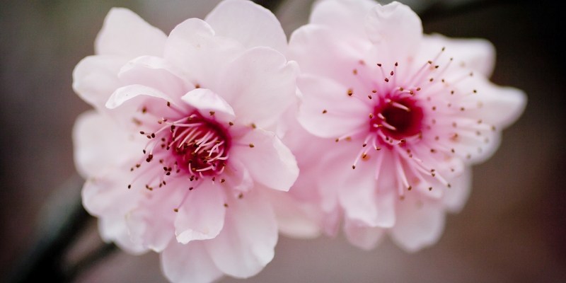 Цветение вишни в Сиднее