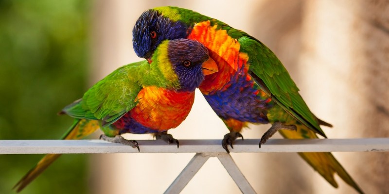 Истории из жизни австралийских попугаев