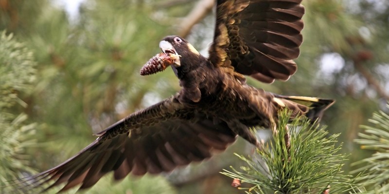 Черный какаду(траурнай какаду) Yellow-tailed black cockatoo