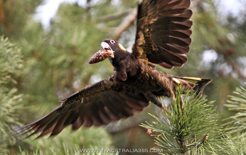  Черный какаду(траурнай какаду) Yellow-tailed black cockatoo