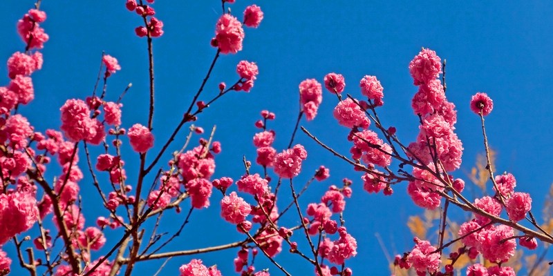 Первый день весны в Сиднее