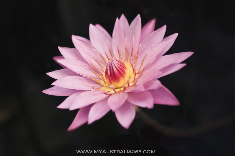 Ботанический сад в Сиднее