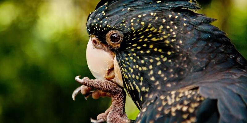 Траурный какаду Бэнкса