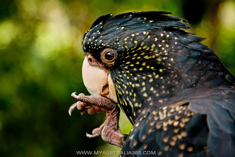 Траурный какаду Бэнкса