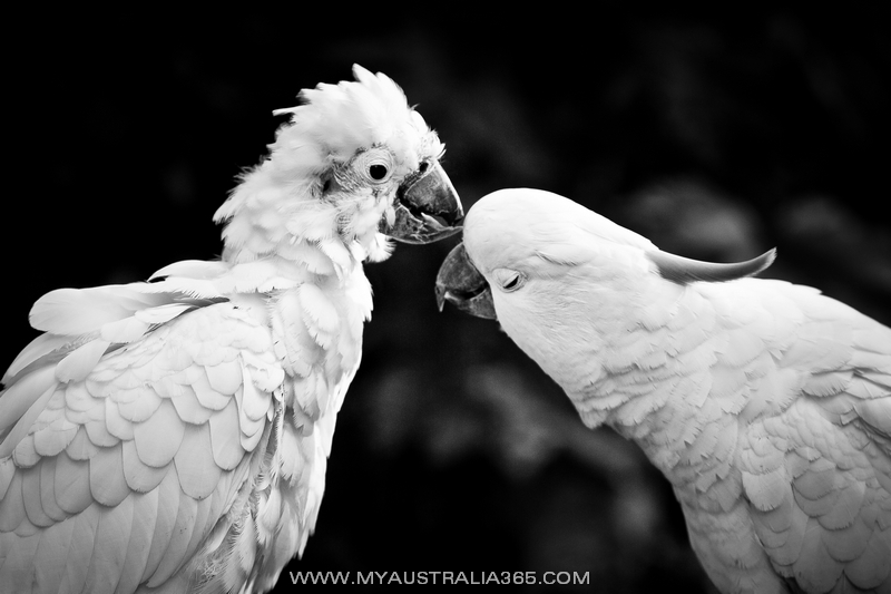 Минуты нежности у какаду