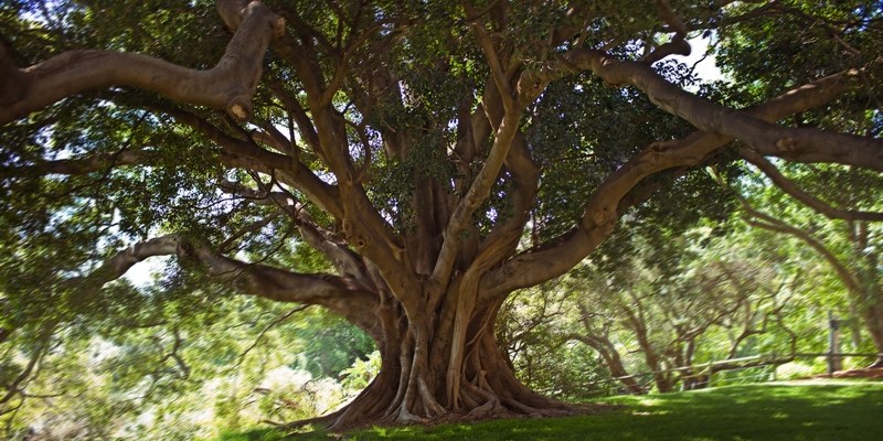 Фиговое дерево Ficus macrophylla( Moreton Bay)