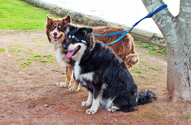 Австралийские овчарки