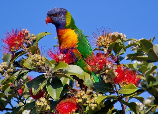 Австралийские каллистемоны