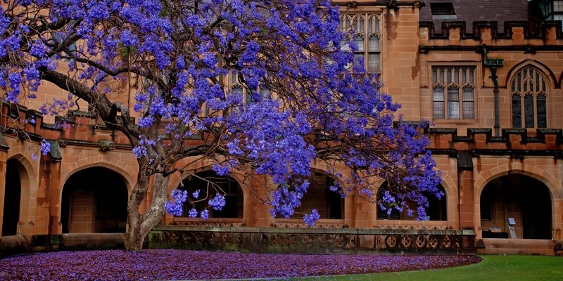 Джакаранда Jacaranda в Сиднее