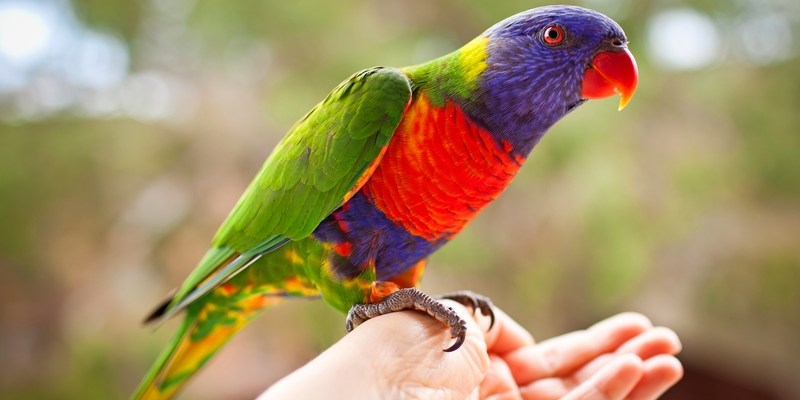 Радужный лорикет