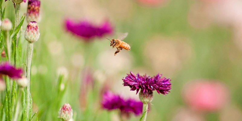 Австралийский мед